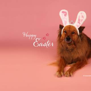 Easter cute dog wallpaper