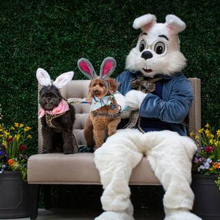 Easter cute dog wallpaper