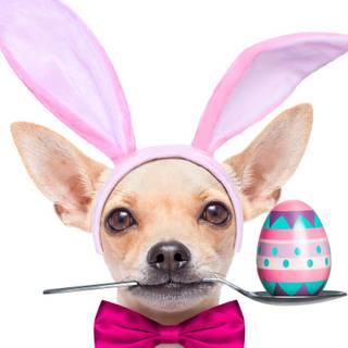 Easter cute dog wallpaper