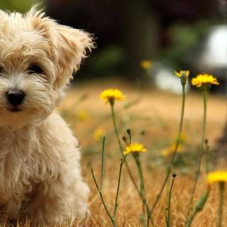 Easter cute dog wallpaper