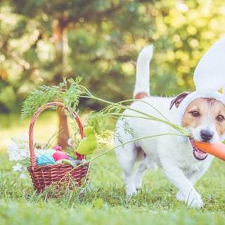 Easter cute dog wallpaper