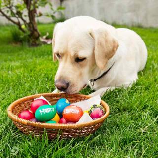 Easter cute dog wallpaper
