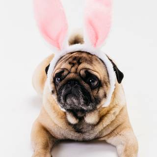 Easter cute dog wallpaper