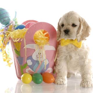 Easter cute dog wallpaper