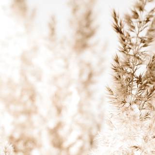 Simple beige wallpaper