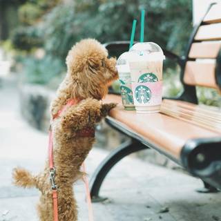 Puppy Starbucks wallpaper