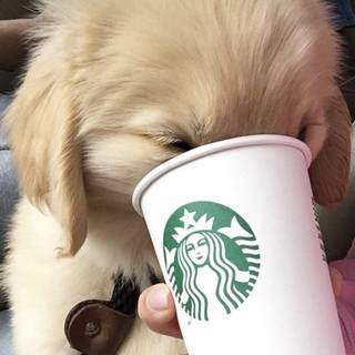 Puppy Starbucks wallpaper