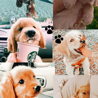 Puppy Starbucks wallpaper