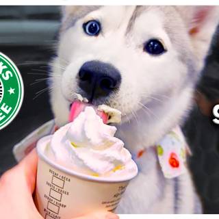 Puppy Starbucks wallpaper