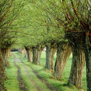 Peaceful spring wallpaper