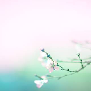 Peaceful spring wallpaper