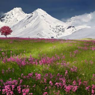 Peaceful spring wallpaper