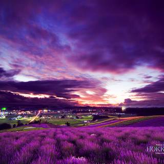 Purple world wallpaper