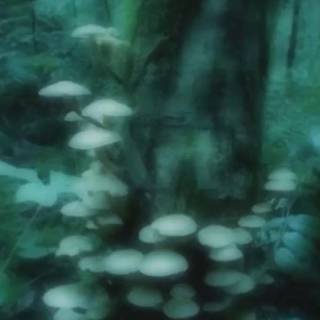 Green fairy wallpaper