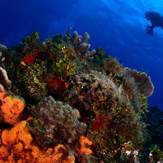 Scuba diver 4k wallpaper