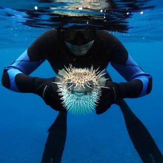 Scuba diver 4k wallpaper