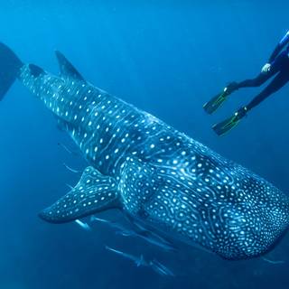 Scuba diver 4k wallpaper