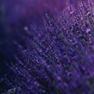 Summer purple aesthetic wallpaper