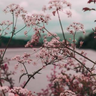 Light pink summer wallpaper