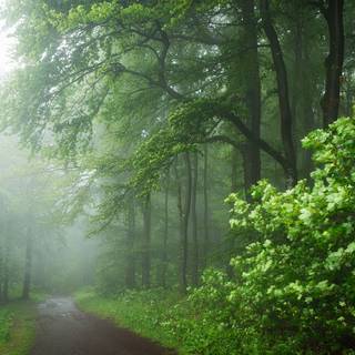 Rain summer day wallpaper