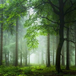 Rain summer day wallpaper