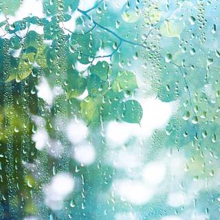 Rain summer day wallpaper