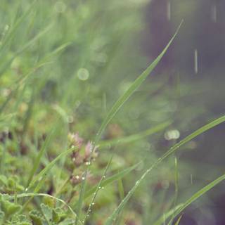 Rain summer day wallpaper