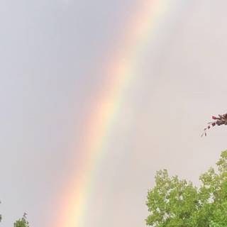 Rain summer day wallpaper