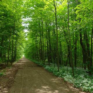 Rain summer day wallpaper