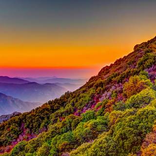 Sequoia National Forest California wallpaper