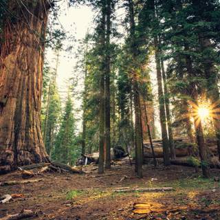 Sequoia National Forest California wallpaper