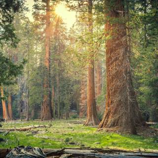 Sequoia National Forest California wallpaper