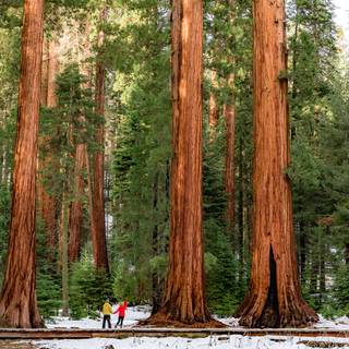 Sequoia National Forest California wallpaper