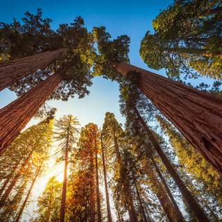 Sequoia National Forest California wallpaper