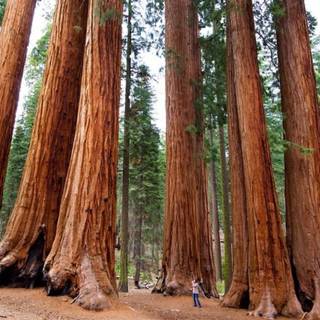 Sequoia National Forest California wallpaper