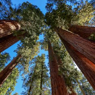 Sequoia National Forest California wallpaper