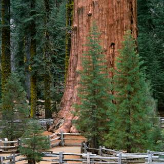 Sequoia National Forest California wallpaper