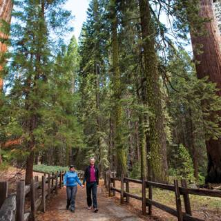 Sequoia National Forest California wallpaper