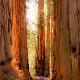 Sequoia National Forest California wallpaper