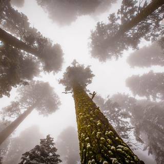 Sequoia National Forest California wallpaper