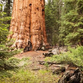 Sequoia National Forest California wallpaper