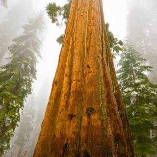 Sequoia National Forest California wallpaper
