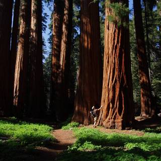Sequoia National Forest California wallpaper