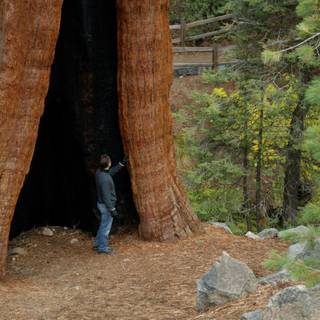 Sequoia National Forest California wallpaper