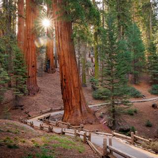Sequoia National Forest California wallpaper