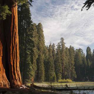 Sequoia National Forest California wallpaper