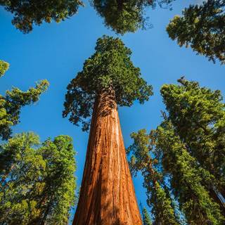 Sequoia National Forest California wallpaper