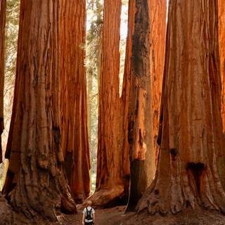 Sequoia National Forest California wallpaper