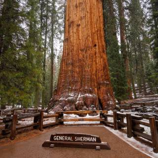 Sequoia National Forest California wallpaper