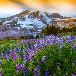 National parks spring wallpaper